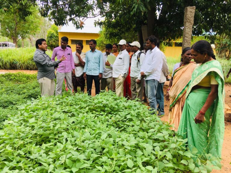 Community members visiting a fodder and crop demonstration