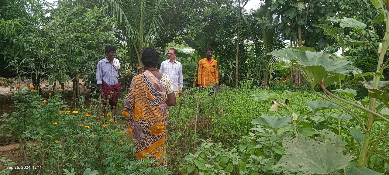 Agricultural plants in a rural field
