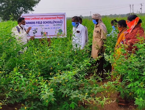 Field school activity with farmers